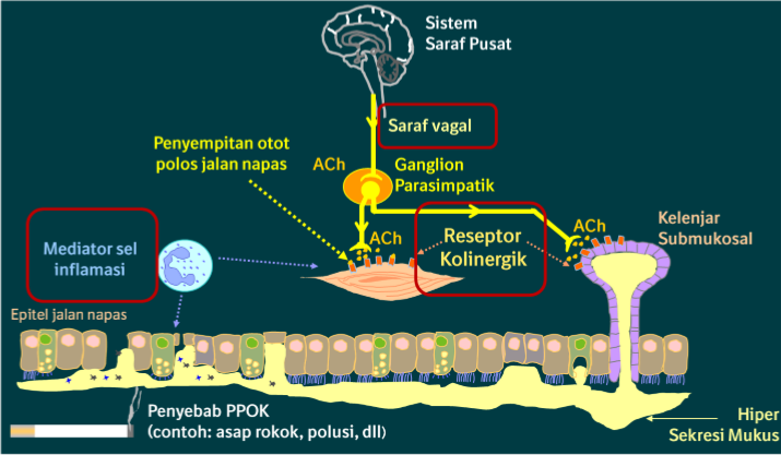 /id/respiratory/spiolto/efficacy/ibu-intan-61-tahun